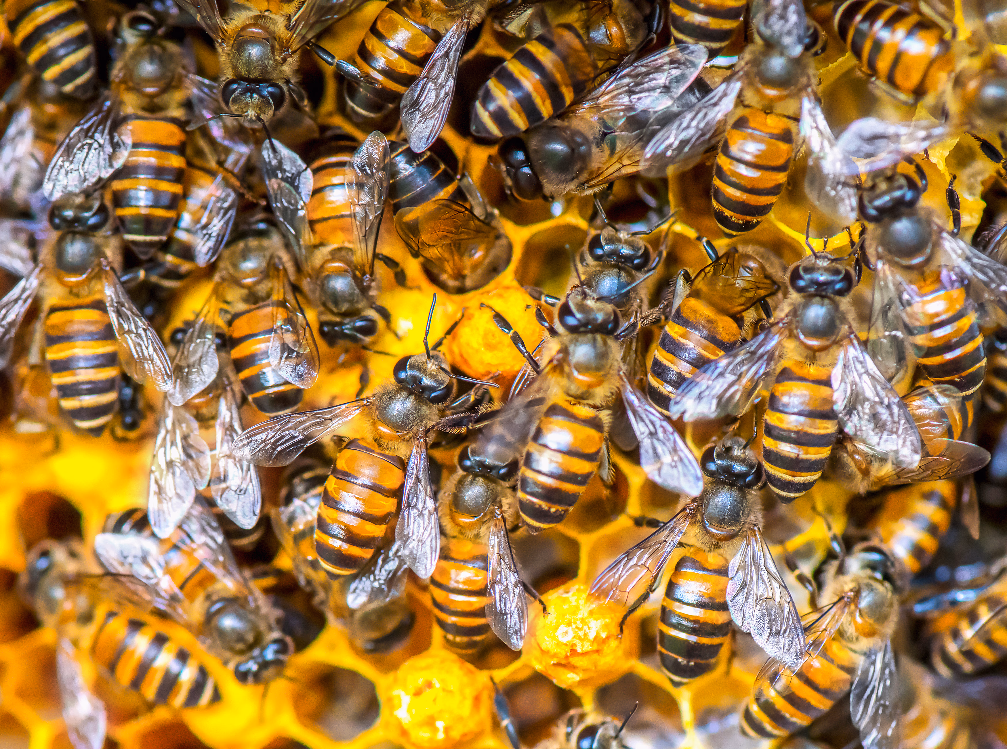 Operation BeeStrong Brand Strategy